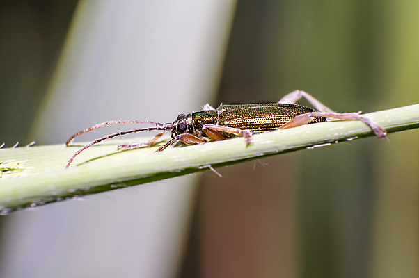 포토 JPG 해외이미지 식물 동물 꽃 야생동물 곤충 백그라운드 절지류 신체 자연 휴식 사람없음 빨간색 초록색 반짝임 뷰티 갈색 환경 정원 검은색 봄 줄무늬 흰색 구출 닫기 벌레 숲 딱정벌레 묘사 무당벌레 내추럴 고립 동물상 해외포토 계절 컬러 컨셉 무늬 모션 조형물 도움 생태계 파일형식 이미지허브