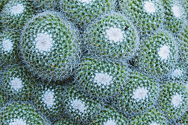 포토 JPG 해외이미지 식물 꽃 백그라운드 자연 추상 선인장 사람없음 초록색 뷰티 활발 성장 신선 가시 황무지 우아함 선택 상처 묘사 질감 날카로움 얇은 영원 많음 해외포토 컬러 컨셉 무늬 생태계 파일형식 이미지허브