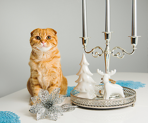 포토 JPG 해외이미지 한마리 탁자 실내 앉기 사람없음 장식 반려동물 귀여움 고양이 촛대 포인세티아 사슴모양 스코티시폴드 트리모양 반려묘 해외포토 모양 동물 1 꽃 가구 컨셉 포유류 모션 내부 크리스마스트리 파일형식 이미지허브