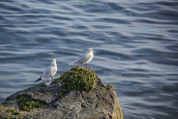 포토 JPG 해외이미지 물결 바다 두마리 갈매기 이끼 사람없음 해외포토 2 조류 파일형식 이미지허브