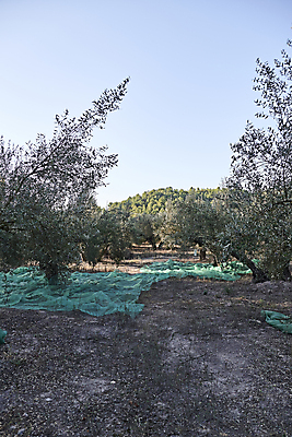 포토 JPG 해외이미지 나무 식물 계절 유럽 음식 여행 농업 자연 건강 풍경 사람없음 야외 가로 초록색 컬러풀 뷰티 농장 정원 수확 안개 성장 나뭇가지 시골 신선 스페인 숲 지중해 고민 에코 생태계 생물학 날것 내추럴 바이오 뿌연 숙성 해외포토 교육 감정 나라 산업 바다 컬러 날씨 환경 파일형식 이미지허브