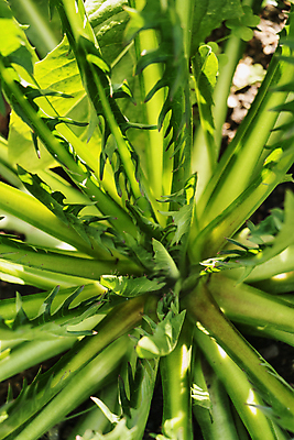 포토 JPG 해외이미지 식물 음식 백그라운드 잎 농업 다이어트 채소 재료 자연 건강 사람없음 초록색 맑음 성장 신선 양념 맛 먹기 허브 유기농 생물학 날것 향료 채소밭 생식 숙성 식용 채식주의자 치커리 억울 해외포토 웰빙 교육 감정 산업 컬러 컨셉 밭 모션 날씨 생태계 채식 향기 냄새 파일형식 이미지허브