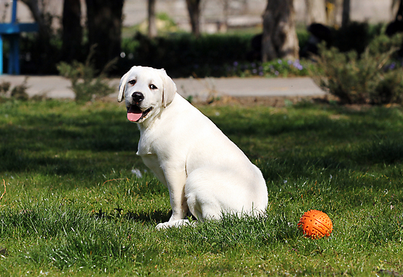 포토 JPG 해외이미지 응시 공원 행복 어린이 놀이 탁자 사람없음 반려동물 노란색 귀여움 기쁨 개 리트리버 달콤 강아지 래브라도리트리버 위치 창백 기르기 유래 해외포토 동물 시선 공공시설 감정 컬러 가구 컨셉 포유류 사람 맛 돌봄 파일형식 이미지허브