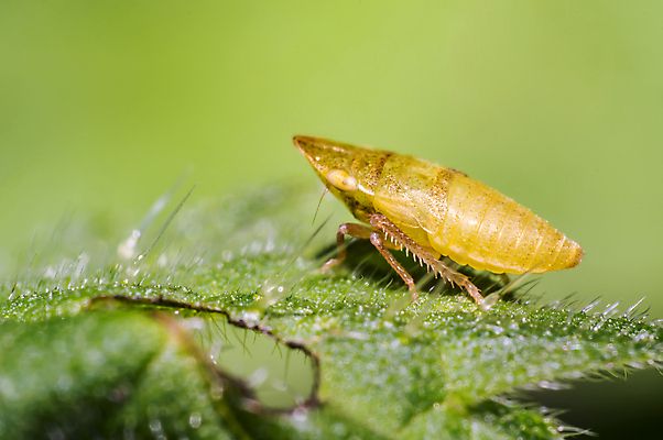 포토 JPG 해외이미지 식물 동물 꽃 야생동물 곤충 백그라운드 절지류 신체 자연 휴식 사람없음 빨간색 초록색 반짝임 뷰티 갈색 노란색 환경 정원 검은색 봄 줄무늬 흰색 구출 닫기 벌레 숲 딱정벌레 묘사 무당벌레 내추럴 고립 동물상 해외포토 계절 컬러 컨셉 무늬 모션 조형물 도움 생태계 파일형식 이미지허브