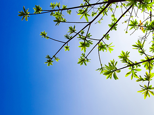 포토 JPG 해외이미지 나무 백그라운드 잎 패턴 자연 벽지 하늘 사람없음 야외 초록색 빛 태양 우주 흰색 나뭇가지 신선 숲 내추럴 해외포토 자연요소 식물 컬러 무늬 생태계 파일형식 이미지허브