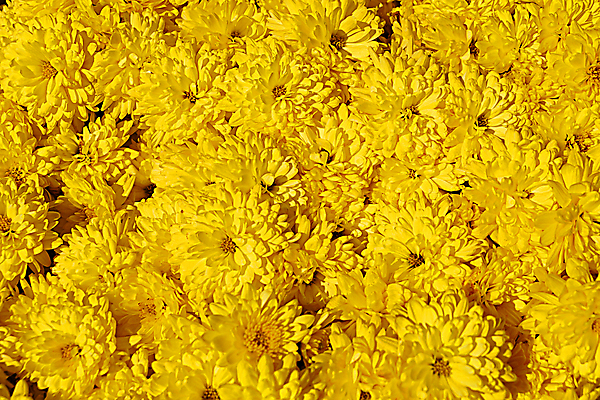 포토 JPG 해외이미지 식물 꽃잎 꽃 꽃다발 백그라운드 꽃무늬 패턴 자연 국화 사람없음 여름 컬러풀 뷰티 노란색 머리 정원 맑음 봄 벚꽃 가을 신선 개화 질감 데이지 내추럴 많음 해외포토 계절 컬러 컨셉 무늬 날씨 신체부위 생태계 파일형식 이미지허브