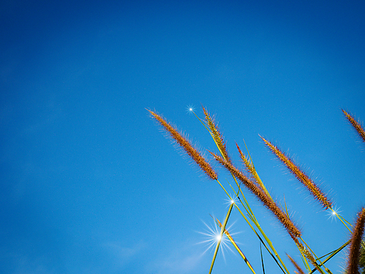 포토 JPG 해외이미지 나무 식물 구름 계절 꽃 줄기 백그라운드 꽃무늬 패턴 밭 텍스트 자연 하늘 아침 추상 산 사람 풍경 사람없음 야외 초록색 여름 파란색 빛 햇빛 태양 뷰티 우주 일출 환경 정원 일몰 봄 벚꽃 흰색 시골 신선 닫기 내추럴 카피스페이스 해외포토 주간 자연요소 컬러 무늬 농업 모션 노을 공백 생태계 파일형식 이미지허브