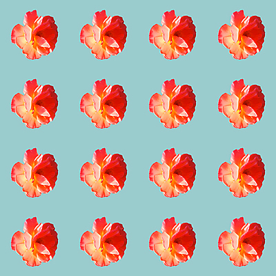 포토 JPG 해외이미지 꽃 백그라운드 패턴 사람없음 빨간색 패턴백그라운드 일렬 민트색 해외포토 식물 컬러 무늬 파일형식 이미지허브