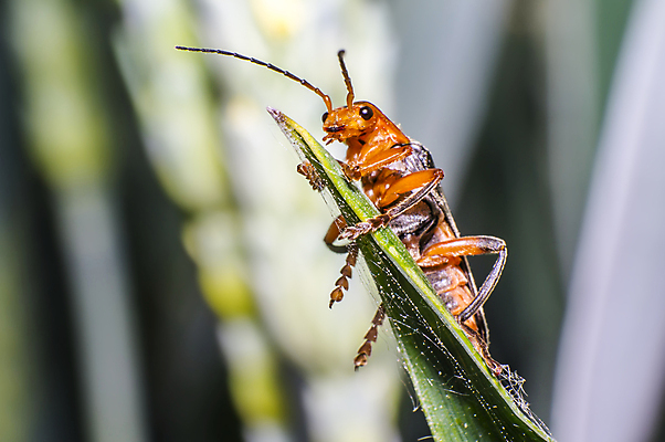 포토 JPG 해외이미지 식물 동물 꽃 야생동물 곤충 백그라운드 절지류 신체 자연 휴식 사람없음 빨간색 초록색 반짝임 뷰티 갈색 환경 정원 검은색 봄 줄무늬 흰색 칼날 구출 닫기 벌레 딱정벌레 묘사 무당벌레 부드러움 내추럴 고립 동물상 해외포토 계절 컬러 컨셉 무늬 모션 조형물 도움 감각 생태계 파일형식 이미지허브