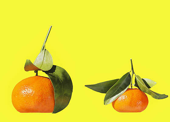 포토 JPG 해외이미지 라이프스타일 계절 잎 농업 다이어트 과일 귤 건강 사람없음 가로 빛 컬러풀 활발 신선 원형 닫기 달콤 맛 먹기 피부 상쾌 질감 날것 내추럴 고립 구성 노란배경 숙성 카피스페이스 해외포토 도형 식물 감정 산업 컬러 백그라운드 컨셉 모션 생활 신체부위 노란색 공백 파일형식 이미지허브