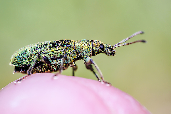 포토 JPG 해외이미지 식물 동물 꽃 야생동물 곤충 백그라운드 절지류 신체 자연 휴식 사람없음 빨간색 초록색 빛 뷰티 갈색 노란색 환경 정원 검은색 봄 줄무늬 젖음 흰색 구출 닫기 벌레 숲 딱정벌레 묘사 무당벌레 병정 내추럴 고립 동물상 해외포토 계절 컬러 컨셉 무늬 모션 조형물 도움 생태계 파일형식 이미지허브