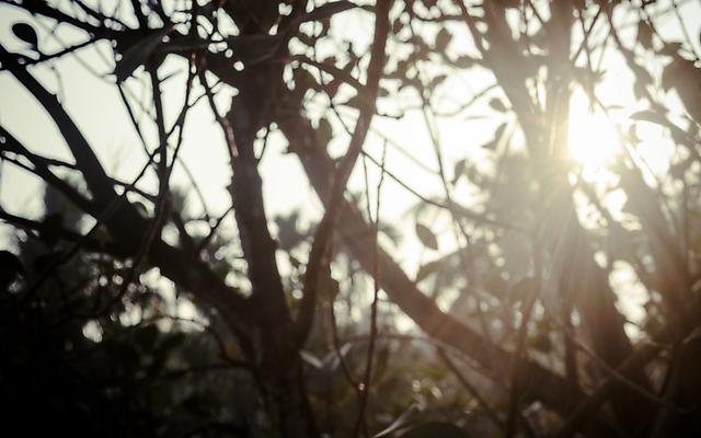 포토 JPG 해외이미지 나무 디자인 계절 백그라운드 단풍 겨울 자연 벽지 아침 추상 그림자 사람없음 야외 빨간색 여름 파란색 빛 햇빛 태양 노란색 환경 맑음 검은색 일몰 추위 안개 가을 흰색 소프트포커스 숲 질감 삼림지대 해외포토 주간 자연요소 식물 컬러 잎 무늬 날씨 촬영기법 노을 생태계 파일형식 이미지허브