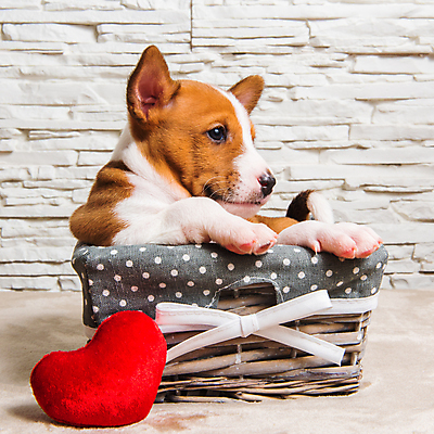 포토 JPG 해외이미지 행복 실내 사랑 이벤트 사람없음 반려동물 바구니 귀여움 하트 개 강아지 담기 들어가기 해외포토 모양 동물 감정 컨셉 포유류 모션 내부 파일형식 이미지허브