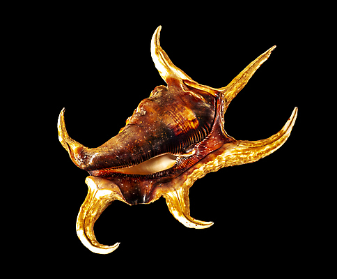 포토 JPG 해외이미지 모양 동물 1 야생동물 바다 백그라운드 자연 휴가 조개 연체동물 나선형 어류 사람없음 장식 뷰티 갈색 껍질 흰색 소라 고독 자르기 수집 제비꽃 구슬 오브젝트 싱글 슛 기념품 느림 흙더미 바비큐립 고립 구성 해외포토 꽃 감정 컬러 무늬 모션 어패류 무척추동물 수중동물 흙 바비큐 생태계 파일형식 더미 이미지허브