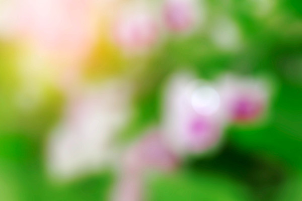 포토 JPG 해외이미지 나무 식물 공원 꽃 분홍색 여행 백그라운드 꽃무늬 농업 자연 추상 휴식 전등 사람없음 야외 아웃포커스 장식 초록색 빛 컬러풀 햇빛 뷰티 정원 보라색 봄 벚꽃 신선 개화 난초 소프트포커스 집중 보케 부드러움 내추럴 광 블러 해외포토 계절 공공시설 산업 컬러 컨셉 무늬 조명 촬영기법 태양 감각 생태계 파일형식 이미지허브