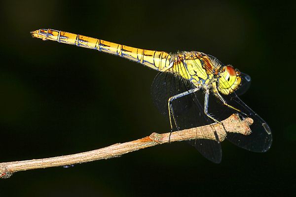 포토 JPG 해외이미지 동물 공원 유럽 야생동물 여행 곤충 절지류 자연 국립공원 사람없음 야외 초록색 뷰티 환경 다양 스페인 잠자리 보호 생태계 생물학 서식지 동물상 무료 보호구역 생태학 해외포토 공공시설 교육 나라 컬러 다수 컨셉 조형물 구역 파일형식 이미지허브