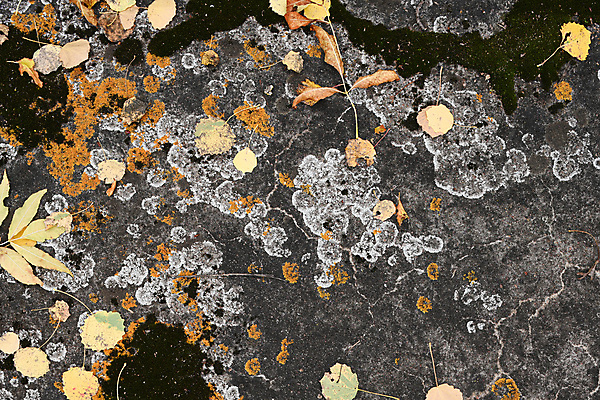 포토 JPG 해외이미지 나무 디자인 계절 공원 도로 백그라운드 잎 패턴 자연 표면 추상 벽돌 거리 사람없음 야외 초록색 물 햇빛 갈색 노란색 젖음 도시 숲 작음 질감 먼지 내추럴 땅바닥 썩음 콘크리트 해외포토 자연요소 식물 공공시설 길 컬러 무늬 교통시설 바닥 태양 크기 생태계 파일형식 이미지허브