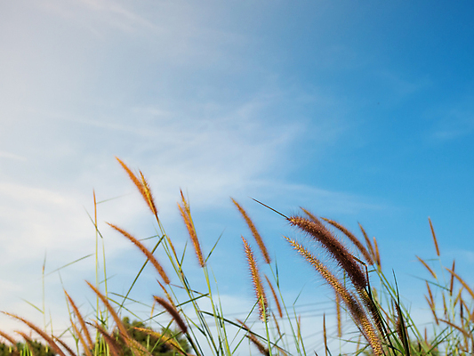 포토 JPG 해외이미지 나무 식물 계절 꽃 줄기 백그라운드 꽃무늬 패턴 밭 텍스트 자연 하늘 아침 추상 산 사람 사람없음 야외 초록색 파란색 빛 햇빛 태양 뷰티 우주 일출 환경 정원 일몰 봄 벚꽃 흰색 시골 신선 닫기 내추럴 카피스페이스 해외포토 주간 자연요소 컬러 무늬 농업 모션 노을 공백 생태계 파일형식 이미지허브