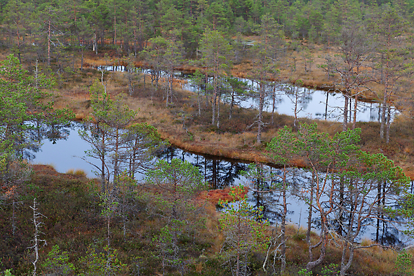 포토 JPG 해외이미지 나무 공원 유럽 호수 여행 자국 자연 하늘 풍경 사람없음 야외 목재 초록색 물 여름 파란색 걷기 환경 하이킹 숲 내추럴 변소 에스토니아 전국 해외포토 자연요소 식물 계절 공공시설 나라 컬러 재료 모션 레저 생태계 파일형식 이미지허브