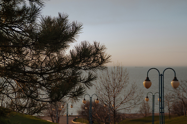 포토 JPG 해외이미지 나무 계절 공원 파도 바다 여행 백그라운드 자연 하늘 날씨 해변 사람없음 야외 목재 초록색 물 파란색 환경 나뭇가지 소나무 숲 폭풍 내추럴 해외포토 자연요소 식물 공공시설 컬러 재료 생태계 파일형식 이미지허브