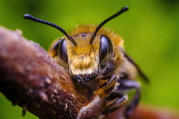 포토 JPG 해외이미지 식물 동물 계절 꽃 야생동물 나비 곤충 백그라운드 잎 날개 자연 사람없음 야외 초록색 빛 컬러풀 정원 닫기 해충 벌레 위험 작음 무서움 딱정벌레 묘사 싱글 생물학 무당벌레 거미 내추럴 고립 오싹 해외포토 교육 감정 컬러 컨셉 모션 크기 생태계 파일형식 이미지허브