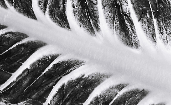 포토 JPG 해외이미지 스튜디오촬영 식물 선 음식 백그라운드 잎 패턴 농업 다이어트 채소 재료 추상 프레임 건강 사람없음 보라색 샐러드 신선 닫기 맛 상추 유기농 질감 날것 건강식 내추럴 고립 바이오 생식 정물화 채식주의자 치커리 억울 해외포토 웰빙 감정 산업 컬러 컨셉 무늬 모션 실내 그림 채식 파일형식 이미지허브