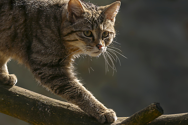 포토 JPG 해외이미지 동물 야생동물 백그라운드 포유류 자연 수염 국립공원 사람없음 야외 반려동물 고양이 줄무늬 분노 황무지 치아 숲 무서움 코 꼬리 사냥 귀 육식동물 사냥꾼 얼룩무늬 멸종 발톱 집게발 해외포토 직업 공원 감정 무늬 발 신체부위 소화기관 생태계 파일형식 이미지허브