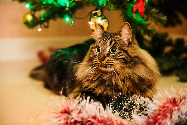 포토 JPG 해외이미지 나무 동물 행복 리본 크리스마스 장난 공 놀이 휴가 새로움 새해 주택 털 노르웨이 선물 안전 앉기 사람없음 빛 반려동물 장난감 크리스마스트리 노란색 머리카락 고양이 손상 축하 인사 숲 큼 모피 연도 꼬리 얼룩무늬 솜털 빛망울 총구 해외포토 식물 기념일 감정 유럽 컬러 컨셉 무늬 포유류 모션 건물 머리 예절 크기 파일형식 이미지허브