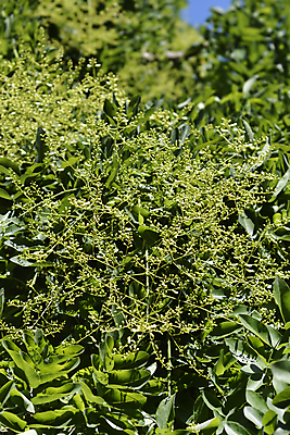 포토 JPG 해외이미지 나무 식물 꽃 잎 자연 사람없음 야외 초록색 여름 정원 흰색 닫기 해외포토 계절 컬러 모션 생태계 파일형식 이미지허브