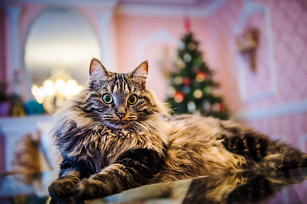포토 JPG 해외이미지 동물 응시 얼굴 크리스마스 장난 놀이 새해 수염 주택 털 노르웨이 앉기 사람없음 내부 반려동물 노란색 머리카락 고양이 숲 큼 모피 얼룩무늬 솜털 총구 해외포토 시선 기념일 유럽 컬러 무늬 포유류 모션 건물 신체부위 머리 크기 파일형식 이미지허브