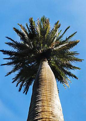 포토 JPG 해외이미지 나무 식물 1 공원 잎 패턴 자연 하늘 표면 손바닥 서기 풍경 사람없음 야외 초록색 빛 컬러풀 정원 맑음 힘 성장 질감 고립 아열대 해외포토 손 공공시설 컬러 무늬 모션 날씨 생태계 파일형식 이미지허브