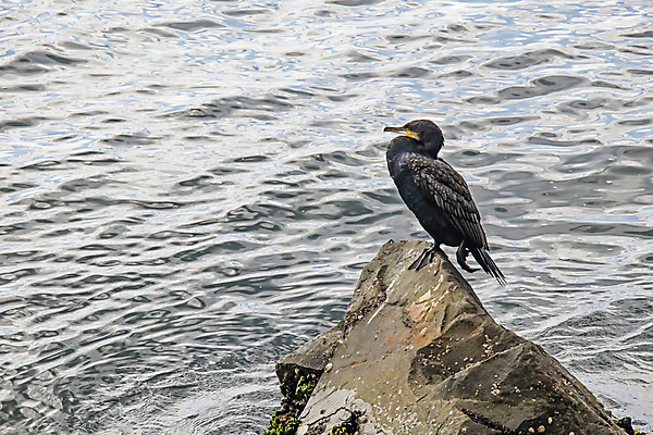 포토 JPG 해외이미지 바다 조류 사람없음 물 돌_바위 해외포토 자연요소 동물 파일형식 이미지허브