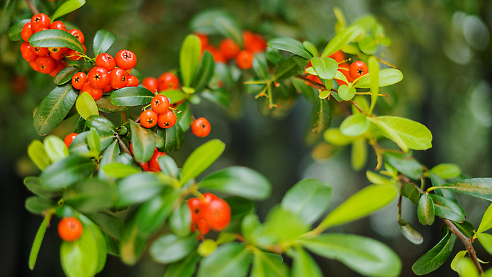 포토 JPG 해외이미지 식물 꽃 잎 과일 하늘 멕시코 사람없음 가로 빨간색 초록색 농작물 수확 나뭇가지 작음 잼 관목 그림 해외포토 나무 컬러 북아메리카 농업 소스_음식 크기 파일형식 이미지허브