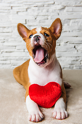 포토 JPG 해외이미지 행복 사랑 웃음 이벤트 사람없음 반려동물 장난감 귀여움 하트 개 강아지 해외포토 모양 동물 감정 컨셉 포유류 표정 파일형식 이미지허브