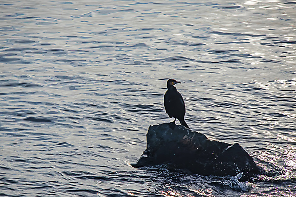 포토 JPG 해외이미지 바다 조류 사람없음 물 돌_바위 해외포토 자연요소 동물 파일형식 이미지허브