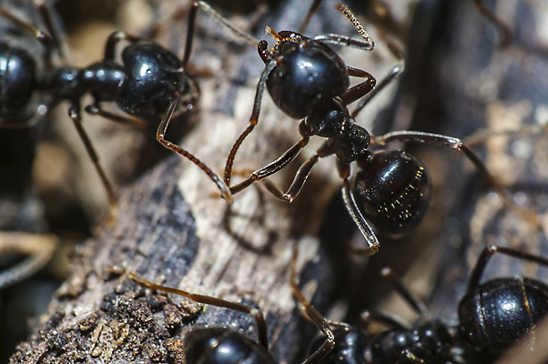 포토 JPG 해외이미지 나무 식물 동물 꽃 야생동물 곤충 백그라운드 절지류 신체 자연 휴식 사람없음 빨간색 초록색 여름 빛 뷰티 갈색 환경 정원 검은색 봄 줄무늬 흰색 구출 닫기 벌레 숲 벌 딱정벌레 묘사 무당벌레 개미 내추럴 고립 동물상 해외포토 계절 컬러 컨셉 무늬 모션 조형물 도움 생태계 파일형식 이미지허브