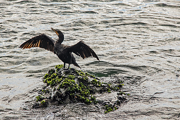 포토 JPG 해외이미지 바다 조류 이끼 사람없음 물 돌_바위 날갯짓 해외포토 자연요소 동물 파일형식 이미지허브