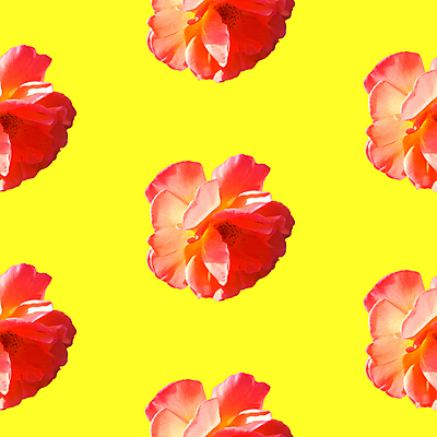 포토 JPG 해외이미지 꽃 백그라운드 패턴 사람없음 빨간색 노란색 패턴백그라운드 해외포토 식물 컬러 무늬 파일형식 이미지허브