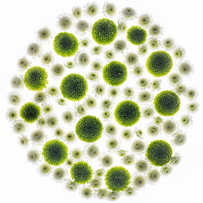 포토 JPG 해외이미지 식물 디자인 계절 꽃잎 꽃 분홍색 꽃다발 백그라운드 꽃무늬 패턴 오렌지 자연 아침 국화 사랑 사람없음 야외 장식 빨간색 초록색 컬러풀 뷰티 노란색 머리 정원 보라색 봄 벚꽃 흰색 신선 이슬 꽃집 순수 질감 데이지 내추럴 해외포토 주간 감정 컬러 컨셉 무늬 과일 신체부위 상점 생태계 파일형식 이미지허브
