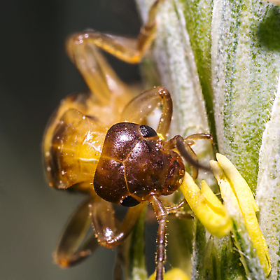 포토 JPG 해외이미지 식물 동물 꽃 야생동물 곤충 백그라운드 절지류 신체 자연 휴식 사람없음 빨간색 초록색 반짝임 뷰티 갈색 환경 정원 검은색 봄 줄무늬 흰색 칼날 구출 닫기 벌레 딱정벌레 묘사 무당벌레 내추럴 고립 동물상 해외포토 계절 컬러 컨셉 무늬 모션 조형물 도움 생태계 파일형식 이미지허브