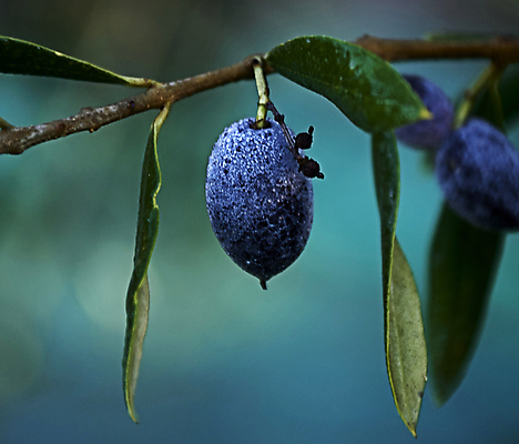 포토 JPG 해외이미지 나무 식물 계절 유럽 음식 여행 농업 자연 건강 사람없음 야외 가로 초록색 컬러풀 뷰티 농장 정원 수확 안개 성장 나뭇가지 시골 신선 스페인 숲 지중해 고민 에코 생태계 생물학 날것 내추럴 바이오 뿌연 숙성 해외포토 교육 감정 나라 산업 바다 컬러 날씨 환경 파일형식 이미지허브