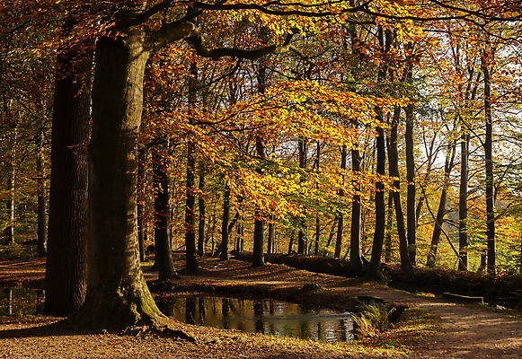 포토 JPG 해외이미지 주간 단풍 낙엽 자연 단풍나무 풍경 사람없음 야외 가을풍경 가을 연못 숲속 숲길 해외포토 자연요소 나무 계절 길 잎 숲 생태계 파일형식 가을_계절 이미지허브