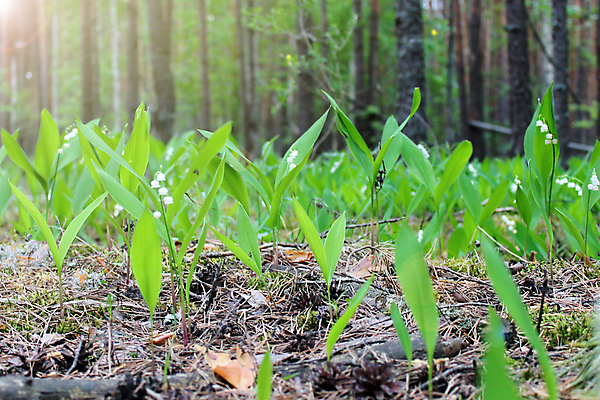 포토 JPG 해외이미지 나무 식물 계절 꽃 음식 백그라운드 잎 꽃무늬 자연 사람없음 야외 초록색 정원 계곡 봄 성장 벚꽃 흰색 신선 개화 숲 묘사 유기농 질감 보케 아로마 내추럴 우크라이나 해외포토 웰빙 유럽 컬러 무늬 생태계 파일형식 이미지허브