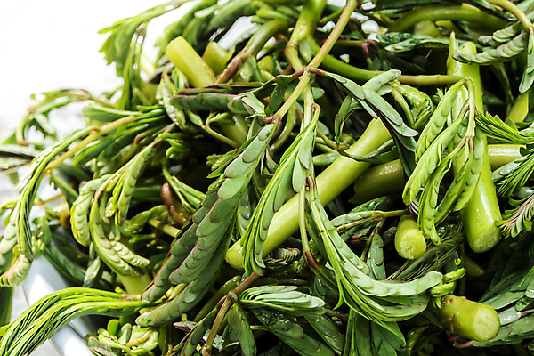 포토 JPG 해외이미지 식물 음식 백그라운드 잎 다이어트 채소 자연 건강 요리 사람없음 초록색 물 흰색 신선 그룹 허브 준비 유기농 날것 내추럴 해외포토 자연요소 웰빙 컬러 생태계 파일형식 이미지허브