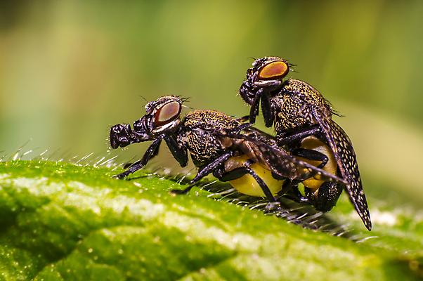 포토 JPG 해외이미지 식물 동물 꽃 야생동물 곤충 백그라운드 절지류 신체 자연 휴식 가면 사람없음 빨간색 초록색 여름 뷰티 갈색 환경 정원 검은색 봄 줄무늬 젖음 흰색 구출 닫기 벌레 숲 벌 딱정벌레 묘사 무당벌레 가스 짝짓기 내추럴 고립 동물상 해외포토 계절 컬러 컨셉 무늬 모션 조형물 도움 생태계 파일형식 이미지허브