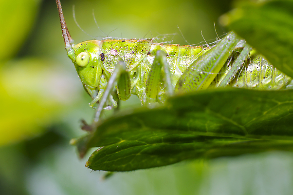 포토 JPG 해외이미지 식물 동물 꽃 야생동물 곤충 백그라운드 절지류 신체 자연 휴식 사람없음 빨간색 초록색 여름 빛 뷰티 갈색 노란색 환경 정원 검은색 봄 줄무늬 흰색 구출 닫기 벌레 숲 벌 딱정벌레 묘사 무당벌레 내추럴 고립 동물상 해외포토 계절 컬러 컨셉 무늬 모션 조형물 도움 생태계 파일형식 이미지허브