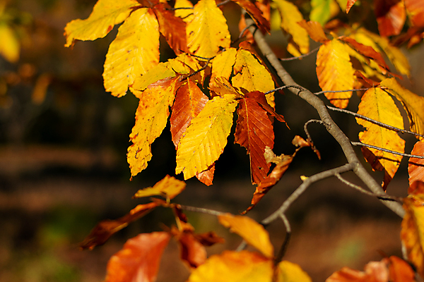 포토 JPG 해외이미지 나무 디자인 아시아 백그라운드 컨셉 단풍 잎 패턴 오렌지 자연 벽지 하늘 추상 프레임 동양인 사람없음 빨간색 빛 컬러풀 햇빛 태양 노란색 우주 일본 가을 황금 닫기 소프트포커스 숲 11월 질감 보케 슛 추수감사절 동쪽 10월 전경 해외포토 자연요소 식물 계절 나라 기독교 컬러 무늬 과일 모션 촬영기법 인종 풍경 날짜 방향 생태계 파일형식 탑뷰 이미지허브