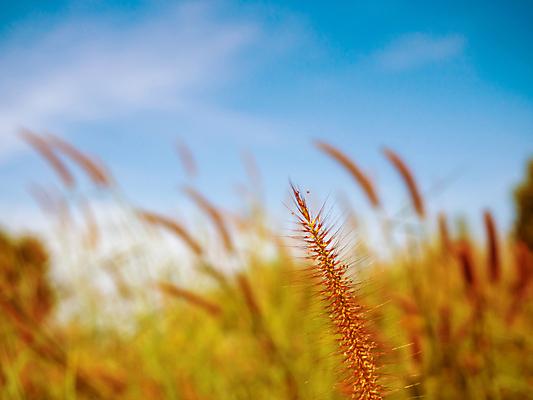 포토 JPG 해외이미지 나무 식물 구름 계절 꽃 줄기 백그라운드 꽃무늬 패턴 밭 텍스트 자연 하늘 아침 추상 산 사람 풍경 사람없음 야외 초록색 여름 파란색 빛 햇빛 태양 뷰티 우주 일출 환경 정원 일몰 봄 벚꽃 흰색 시골 신선 닫기 내추럴 카피스페이스 해외포토 주간 자연요소 컬러 무늬 농업 모션 노을 공백 생태계 파일형식 이미지허브