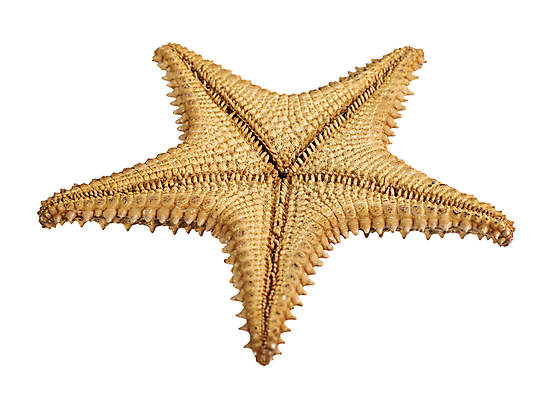 포토 JPG 해외이미지 모양 동물 1 별 바다 여행 백그라운드 일러스트 자연 휴가 조개 불가사리 생물 바닥 연체동물 골격 어류 사람없음 장식 달러 수중 침묵 껍질 흰색 4 오브젝트 싱글 질감 생물학 태평양 암초 수족관 원시시대 고립 고체 깊이 동물상 해외포토 자연요소 교육 컬러 돈 어패류 극피동물 무척추동물 조형물 숫자 수중동물 소리 역사 생태계 파일형식 이미지허브