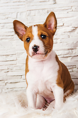 포토 JPG 해외이미지 행복 사랑 사람없음 반려동물 귀여움 개 강아지 깃털 해외포토 동물 감정 컨셉 포유류 파일형식 이미지허브